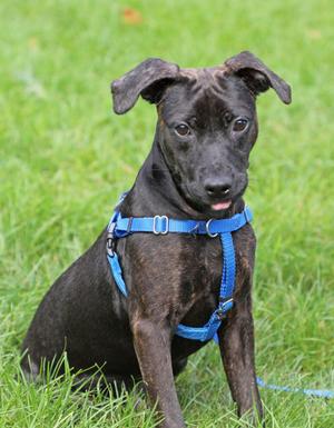 Kidney Bean, German Shepherd Dog Mix, puppy, available for adoption