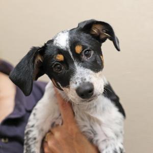 A black and white dog with brown spots on its face being held by a person.