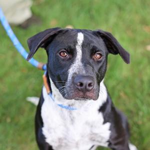 Reba, Australian Cattle Dog Mix, young, available for adoption