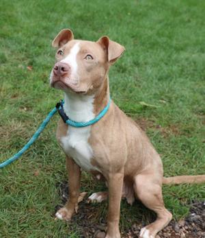 A brown and white dog with a blue leash sitting on grass.