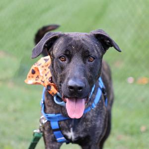 A black dog with a blue harness and a bandana, standing on grass.