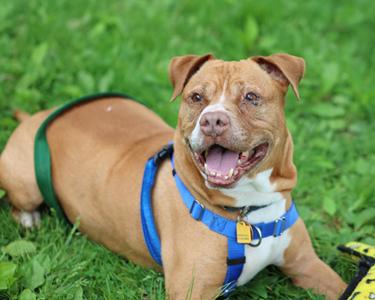 A tan and white pit bull mix dog wearing a blue harness laying in green grass.