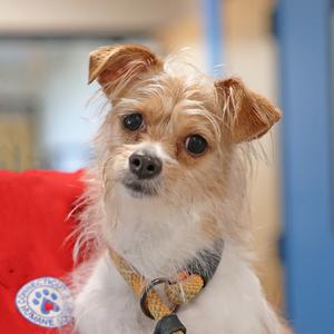 Princesa, Chihuahua - Long Haired and Shih Tzu, adult, available for adoption