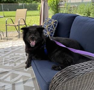 Wesley, Chow Chow Mix, senior, available for adoption