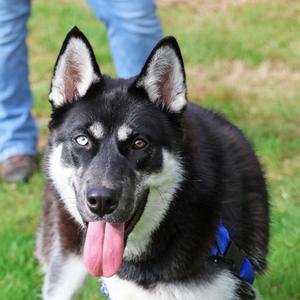 Sky, German Shepherd Dog and Alaskan Husky, young, available for adoption