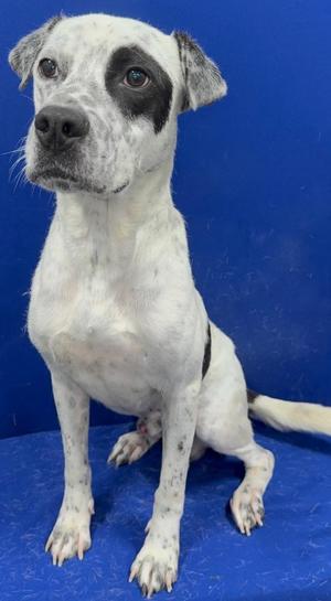 Paddington, Mixed Breed, young, available for adoption