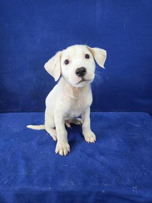 Young Whipper Snapper, Mixed Breed, young, available for adoption
