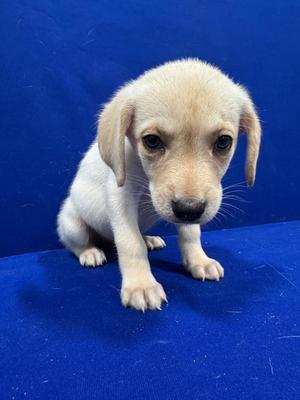Provolone., Mixed Breed, puppy, available for adoption