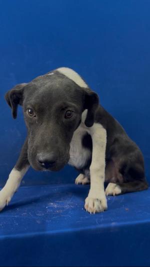 Robby, Mixed Breed, young, available for adoption