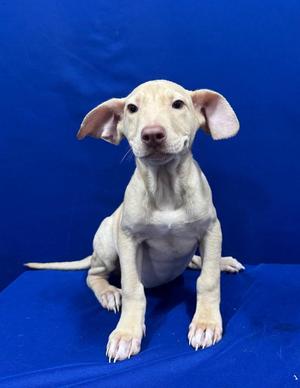 A light-colored puppy sitting on a blue surface with a blue background.