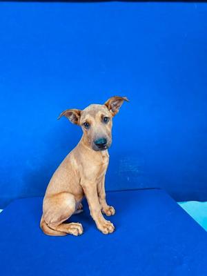A small brown puppy sitting on a blue surface with a blue background.