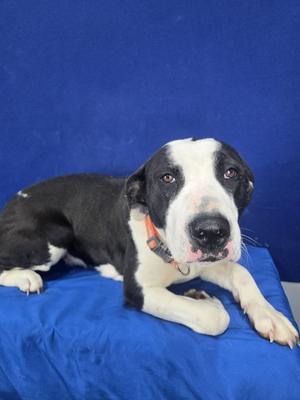 Sugar Rush, Mixed Breed, adult, available for adoption