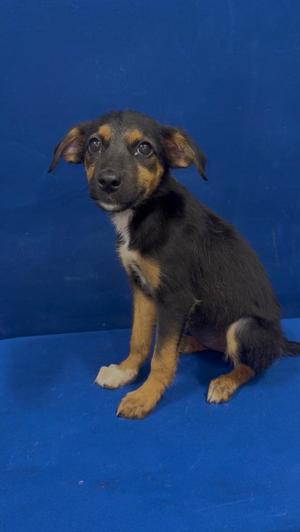 2-Chainz, German Shepherd Dog, puppy, available for adoption