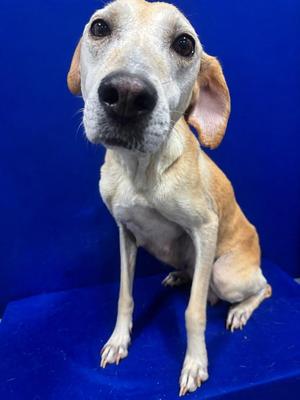 Francis, Hound, young, available for adoption