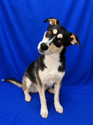 Candy Cane, Mixed Breed, young, available for adoption