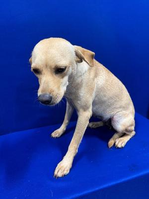 Minnie, Labrador Retriever / Mixed Breed, adult, available for adoption