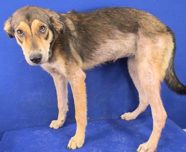 Penny, Mixed Breed, young, available for adoption