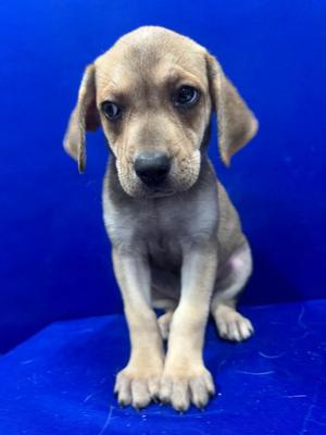 Mozzarella, Mixed Breed, puppy, available for adoption