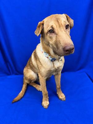 Mr. President, Mixed Breed / Shar-Pei, puppy, available for adoption