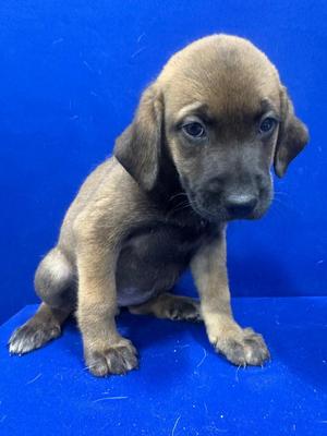Brie, Mixed Breed, puppy, available for adoption