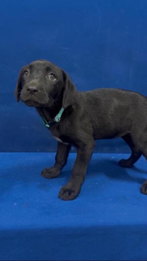Cinderella, Labrador Retriever, puppy, available for adoption