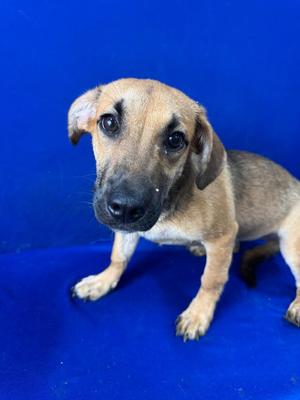 Corndog, Mixed Breed, puppy, available for adoption