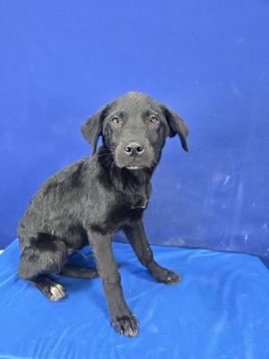 Rudolph, Shepherd / Labrador Retriever, young, available for adoption