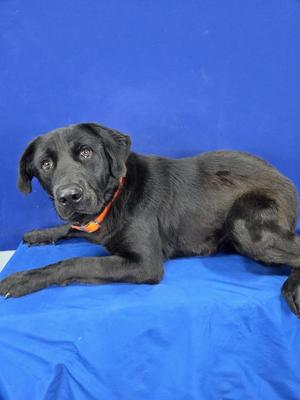 Remington, Labrador Retriever, young, available for adoption
