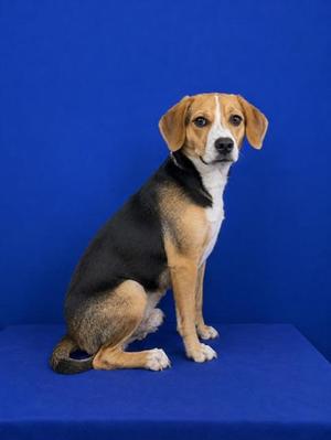 A tricolor beagle dog sitting on a blue surface with a blue background.