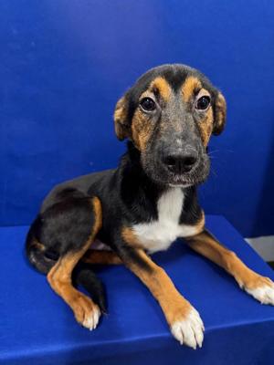 Cinnamon, Mixed Breed, puppy, available for adoption