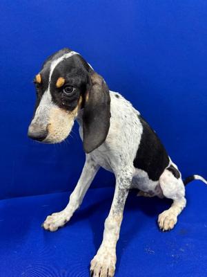 Napoleon, Hound, puppy, available for adoption