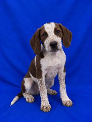 Pj's, Mixed Breed, puppy, available for adoption