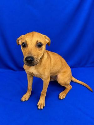 A small brown puppy sitting on a blue background.