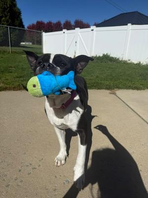 Sunbear, Terrier Mix, adult, available for adoption