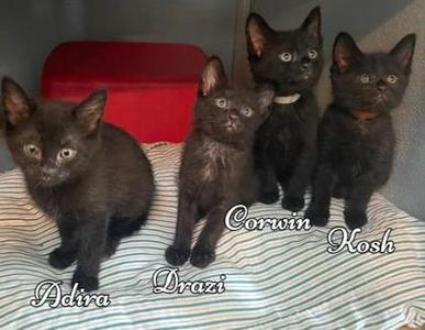 Drazi, kitten, available for adoption