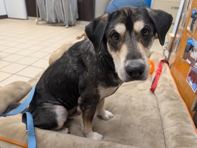 Eastwood, Hound Mix, senior, available for adoption