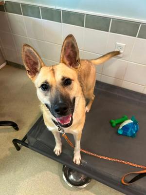 Greta, German Shepherd Dog Mix, adult, available for adoption
