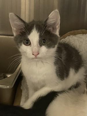 Bamboo, kitten, available for adoption