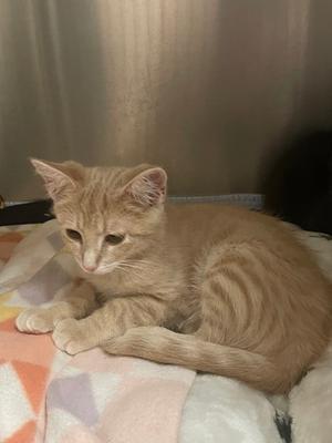 Aladdin, kitten, available for adoption