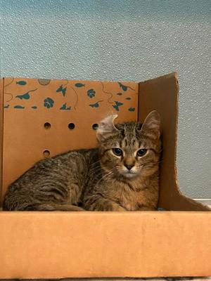 Bugatti, kitten, available for adoption