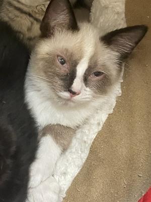 Bonsai, kitten, available for adoption