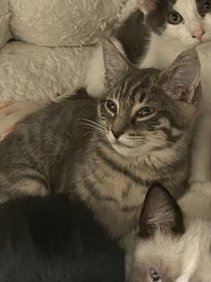 Camphor, kitten, available for adoption