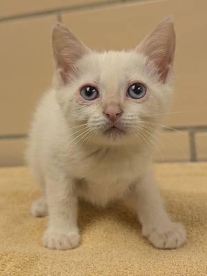 Brida, kitten, available for adoption