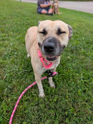 Harlo, Pit Bull Terrier Mix, adult, available for adoption