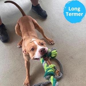 Scotty, Pit Bull Terrier Mix, young, available for adoption