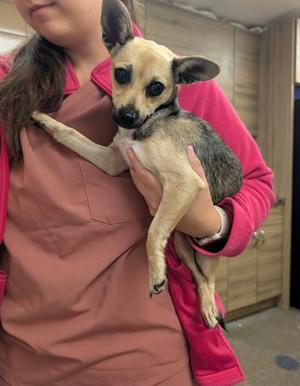 Gwyn, Chihuahua - Smooth Coated Mix, young, available for adoption
