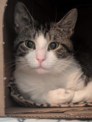 Converse, adult, available for adoption