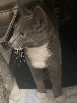 Blue Ribbon, kitten, available for adoption