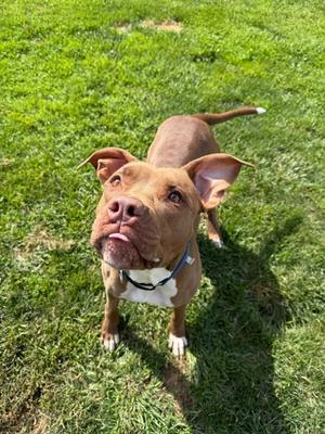 Mirabel, Pit Bull Terrier Mix, adult, available for adoption