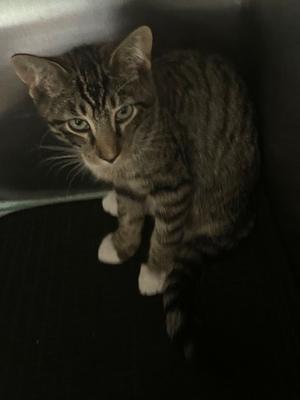 Corndog, kitten, available for adoption